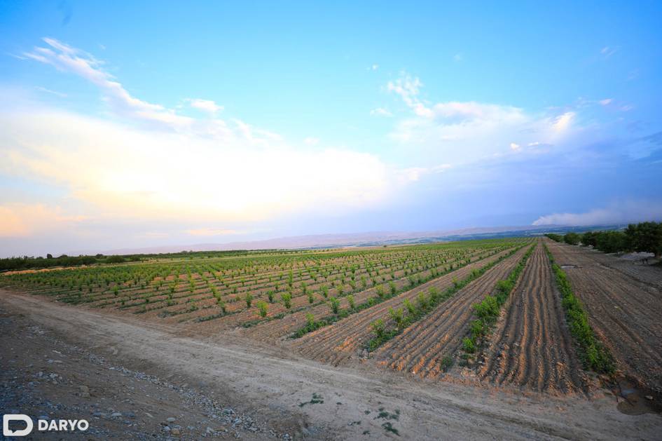 Uzbekistan introduces fines for unplanted agricultural field-edge areas
